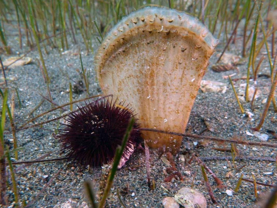 Marmara Denizi'nin son umuduydu: Cesetleri karaya vurdu! Uzmanlar endişeli, ekosistem tehlikede 14